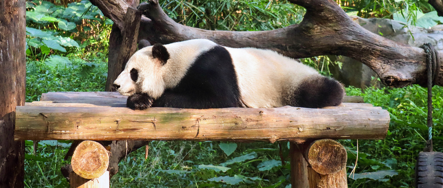 摄图网_501304020_wx_国宝大熊猫（企业商用）