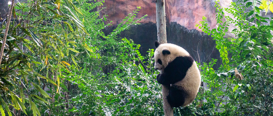 摄图网_700380226_wx_四川成都大熊猫繁育研究基地里的熊猫（企业商用）
