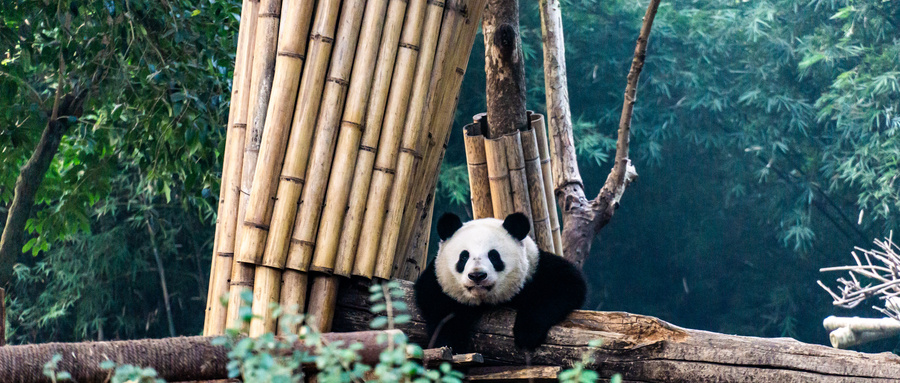 摄图网_700380227_wx_四川成都大熊猫繁育研究基地里的熊猫（企业商用）